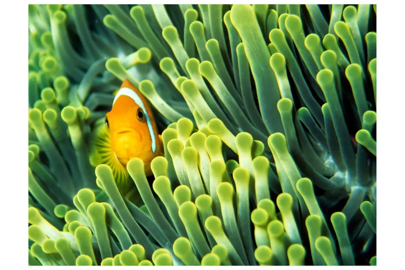Fototapet Anemonefish 200x154 - Artgeist sp. z o. o. — Artgeist sp. z o. o.