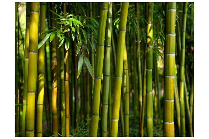Fototapet Asiatisk Bambuskog 300x231 - Artgeist sp. z o. o. — Artgeist sp. z o. o.