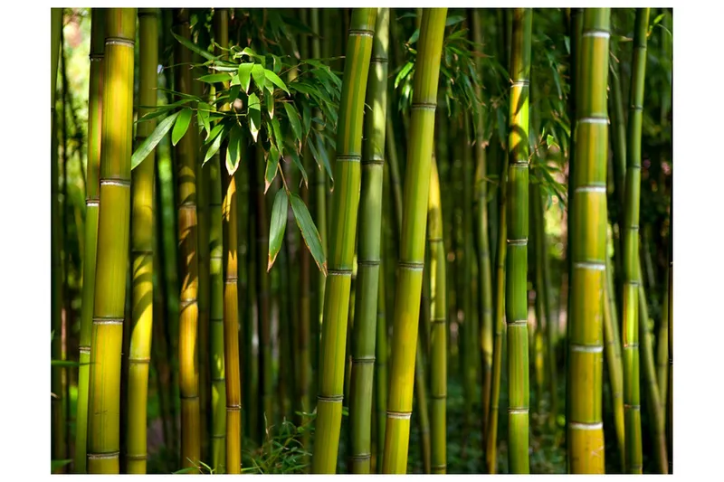Fototapet Asiatisk Bambuskog 400x309 - Artgeist sp. z o. o. — Artgeist sp. z o. o.