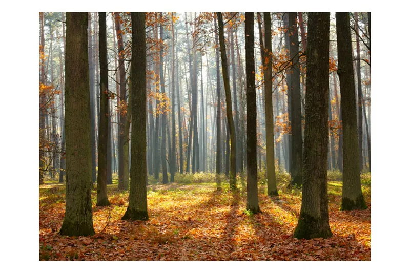 Fototapet Autumn Trees 250x193 - Artgeist sp. z o. o. — Artgeist sp. z o. o.