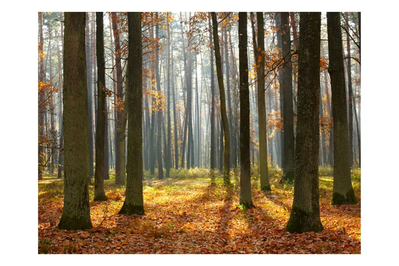 Fototapet Autumn Trees 350x270 - Artgeist sp. z o. o. — Artgeist sp. z o. o.