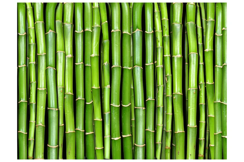 Fototapet Bamboo Wall 400x309 - Artgeist sp. z o. o. — Artgeist sp. z o. o.