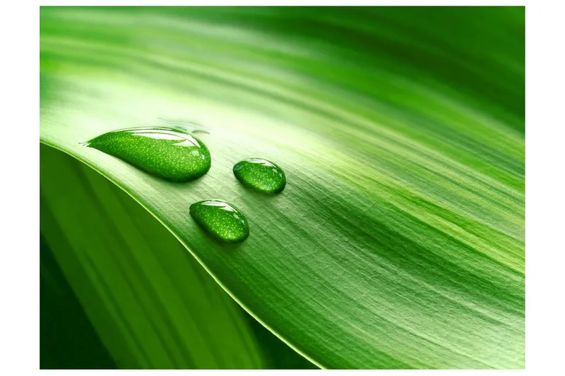 Fototapet Blad Och Tre Droppar Vatten 250x193 - Artgeist sp. z o. o. — Artgeist sp. z o. o.