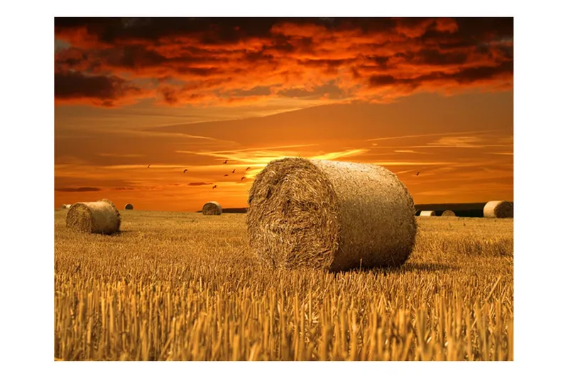 Fototapet Fält Av Guld 250x193 - Artgeist sp. z o. o. — Artgeist sp. z o. o.