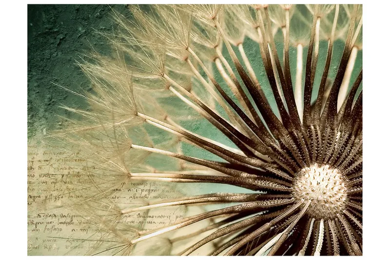 Fototapet Focus On Dandelion 350x270 - Artgeist sp. z o. o. — Artgeist sp. z o. o.