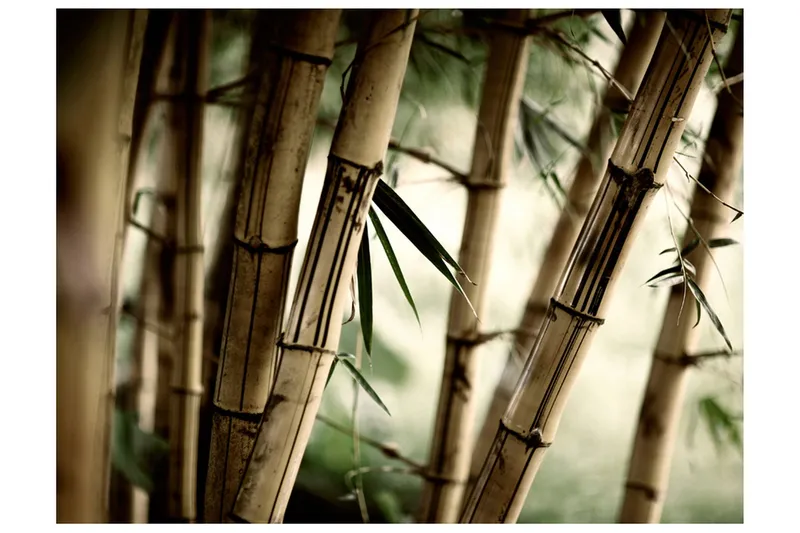 Fototapet Fog And Bamboo Forest 400x309 - Artgeist sp. z o. o. — Artgeist sp. z o. o.