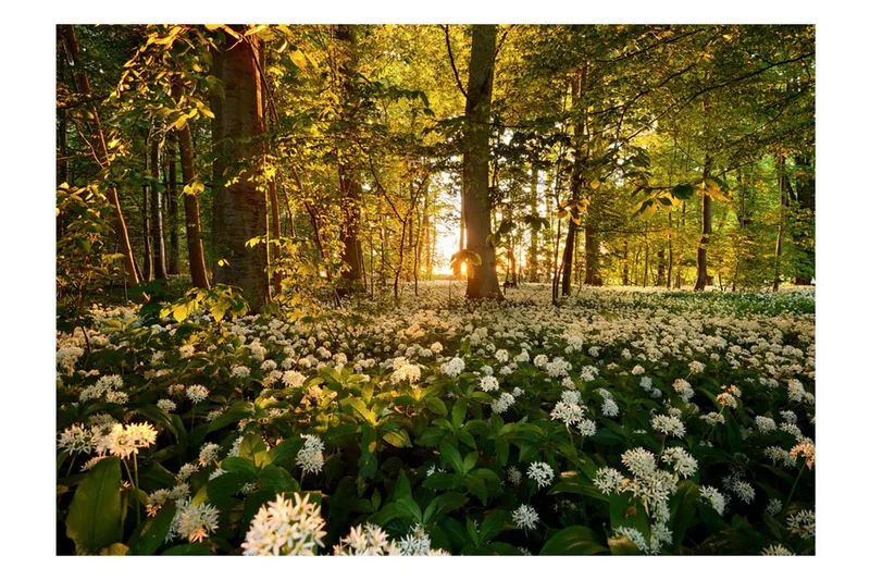 Fototapet Forest Flora 100x70 - Artgeist sp. z o. o. — Artgeist sp. z o. o.