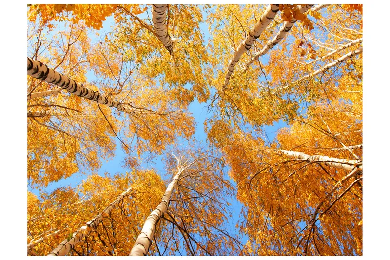 Fototapet Höstlig Trädtopparna 350x270 - Artgeist sp. z o. o. — Artgeist sp. z o. o.