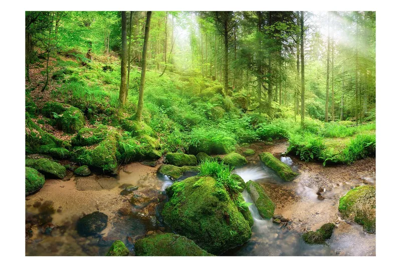 Fototapet Humid Forest 400x280 - Artgeist sp. z o. o. — Artgeist sp. z o. o.