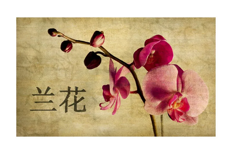Fototapet Japanese Orchid 450x270 - Artgeist sp. z o. o. — Artgeist sp. z o. o.