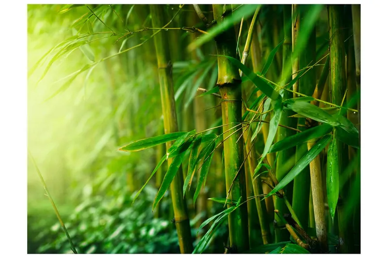 Fototapet Jungle Bamboo 350x270 - Artgeist sp. z o. o. — Artgeist sp. z o. o.