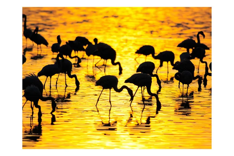 Fototapet Kenya Flamingor Vid Sjön Nakuru 400x309 - Artgeist sp. z o. o. — Artgeist sp. z o. o.