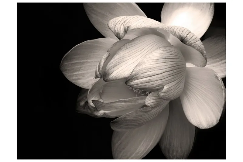 Fototapet Lotus Flower 350x270 - Artgeist sp. z o. o. — Artgeist sp. z o. o.