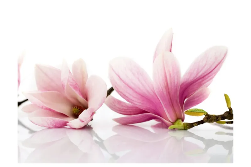 Fototapet Magnolia Blomma 300x231 - Artgeist sp. z o. o. — Artgeist sp. z o. o.