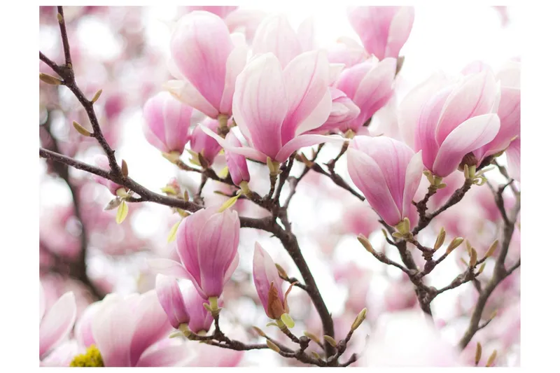 Fototapet Magnolia Bloosom 400x309 - Artgeist sp. z o. o. — Artgeist sp. z o. o.
