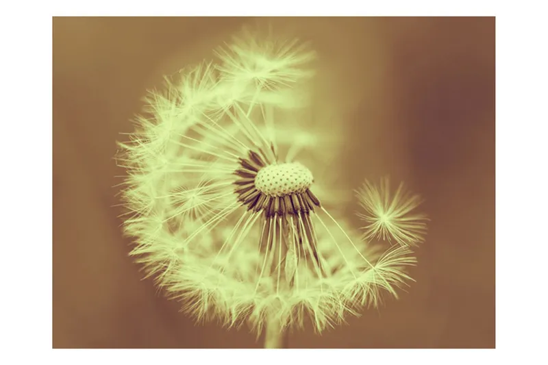 Fototapet Maskros Sepia 200x154 - Artgeist sp. z o. o. (Art.nr 485377) — Artgeist sp. z o. o.