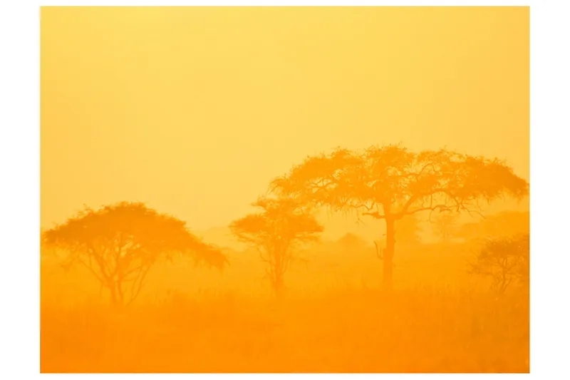 Fototapet Orange Savanna 350x270 - Artgeist sp. z o. o. — Artgeist sp. z o. o.