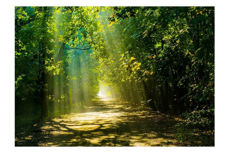 Fototapet Road In Sunlight 250x175 - Artgeist sp. z o. o. — Artgeist sp. z o. o.