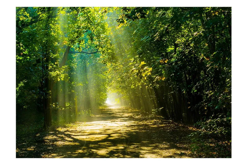 Fototapet Road In Sunlight 350x245 - Artgeist sp. z o. o. — Artgeist sp. z o. o.