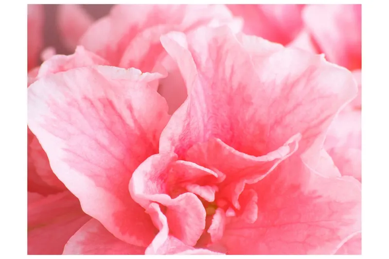 Fototapet Rosa Azalea Blommor 300x231 - Artgeist sp. z o. o. — Artgeist sp. z o. o.