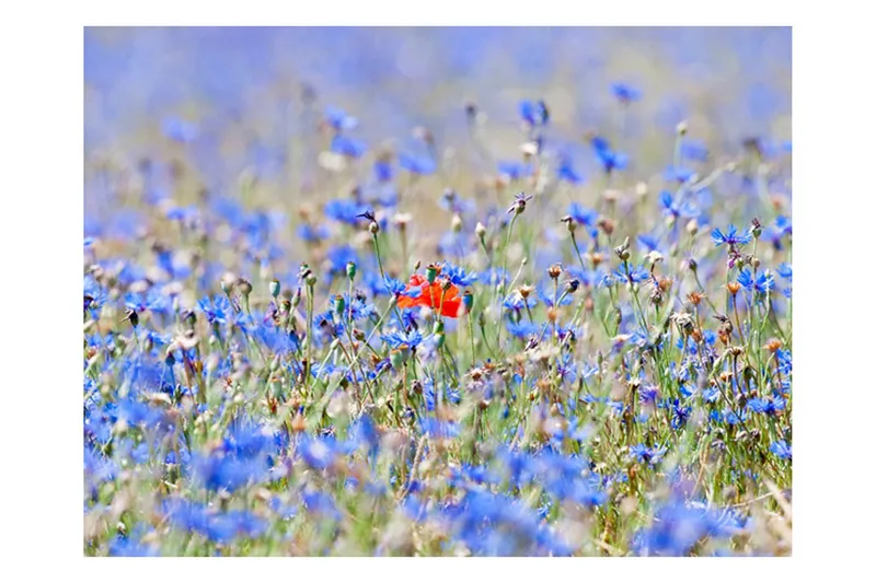 Fototapet Sky-Colored Meadow Cornflowers 350x270 - Artgeist sp. z o. o. — Artgeist sp. z o. o.