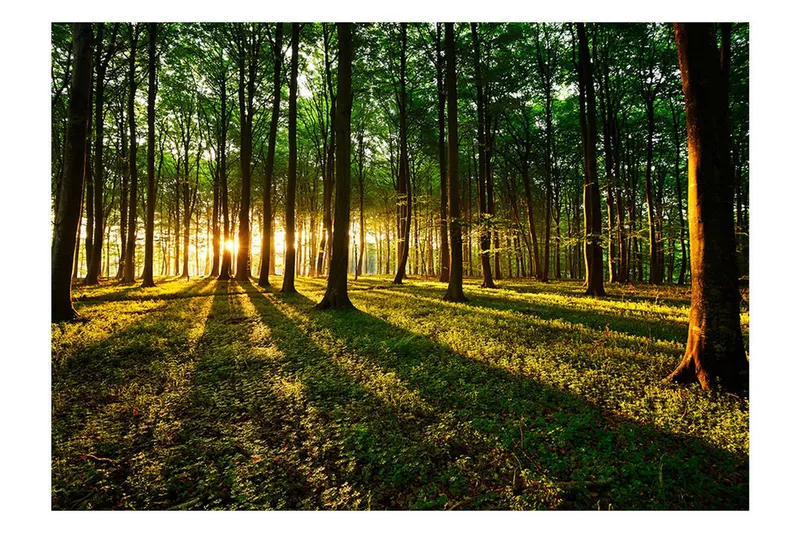Fototapet Spring Morning In The Forest 100x70 - Artgeist sp. z o. o. — Artgeist sp. z o. o.