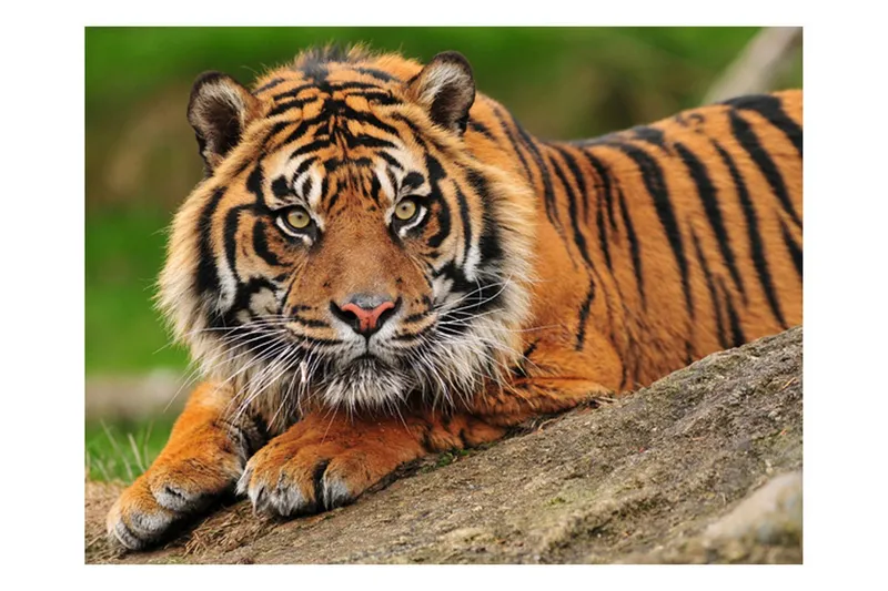 Fototapet Sumatra Tiger 350x270 - Artgeist sp. z o. o. — Artgeist sp. z o. o.