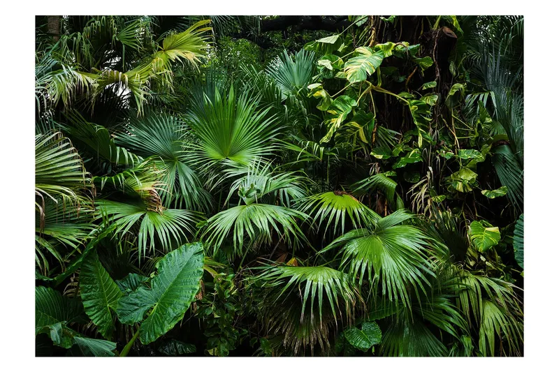 Fototapet Sunny Jungle 250x175 - Artgeist sp. z o. o. — Artgeist sp. z o. o.