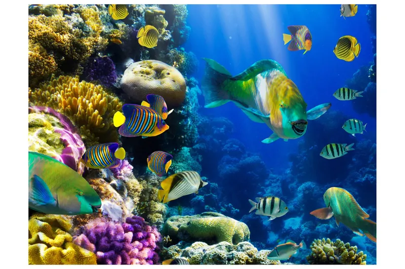 Fototapet Underwater Paradis 400x309 - Artgeist sp. z o. o. — Artgeist sp. z o. o.