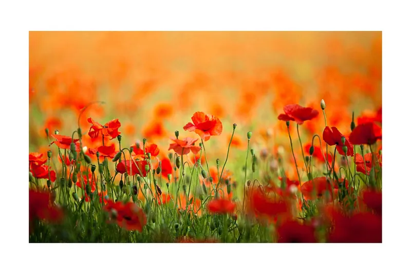 Fototapet Vallmo Skinande Sommardag 450x270 - Artgeist sp. z o. o. — Artgeist sp. z o. o.