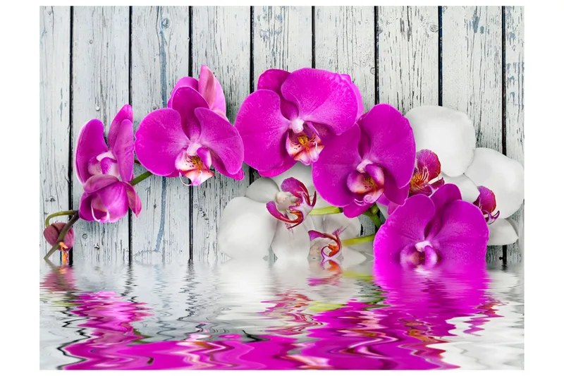 Fototapet Violet Orchids With Water Reflexion 350x270 - Artgeist sp. z o. o. — Artgeist sp. z o. o.