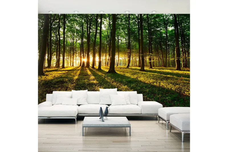 Fototapet XXL Mystical Morning II 500x280 - Artgeist sp. z o. o. — Artgeist sp. z o. o.