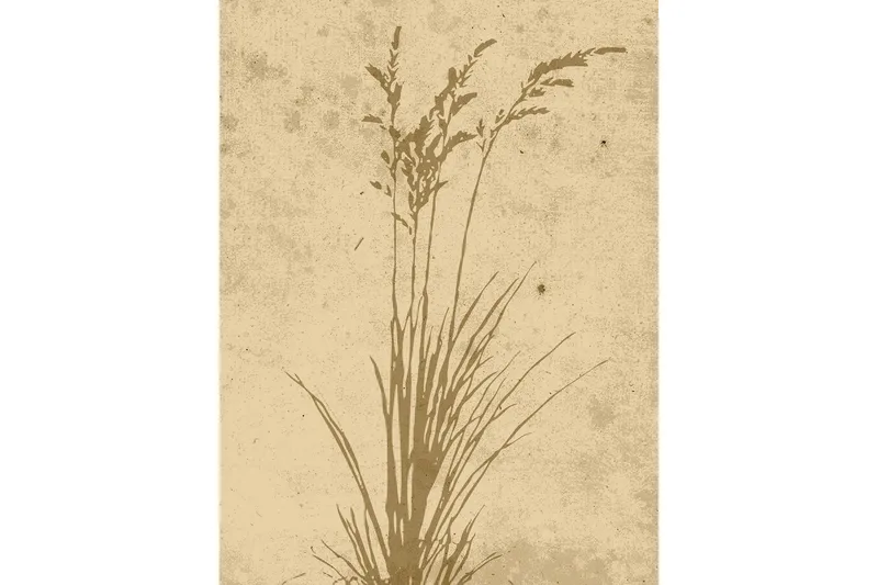 Poster Plant art 30x40 cm - Beige — Venture Home