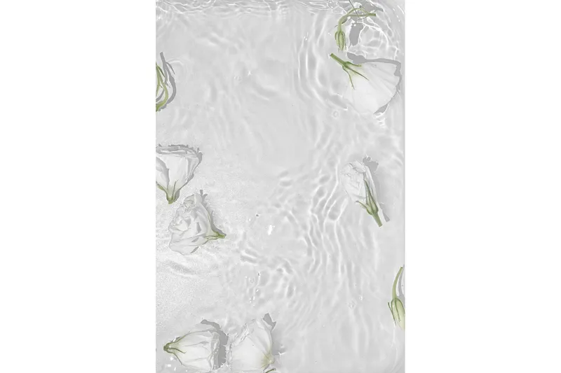 Poster White Roses 21x30 cm - Vit — Venture Home