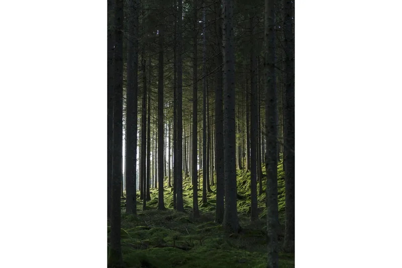 Poster Woods 21x30 cm - Svart/Grön — Venture Home