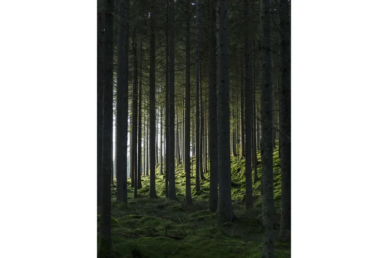 Poster Woods 30x40 cm - Svart/Grön — Venture Home