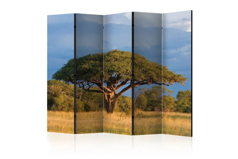 Rumsavdelare - African acacia tree, Hwange 225x172 - Artgeist sp. z o. o. — Artgeist sp. z o. o.