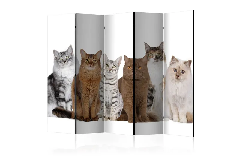 Rumsavdelare Sweet Cats 225x172 - Artgeist sp. z o. o. — Artgeist sp. z o. o.