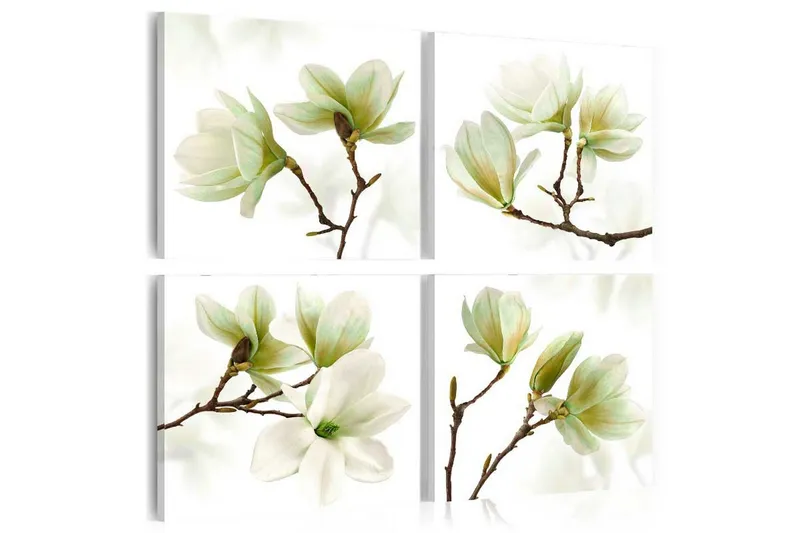 Tavla Admiration Of Magnolia 40x40 - Artgeist sp. z o. o. — Artgeist sp. z o. o.