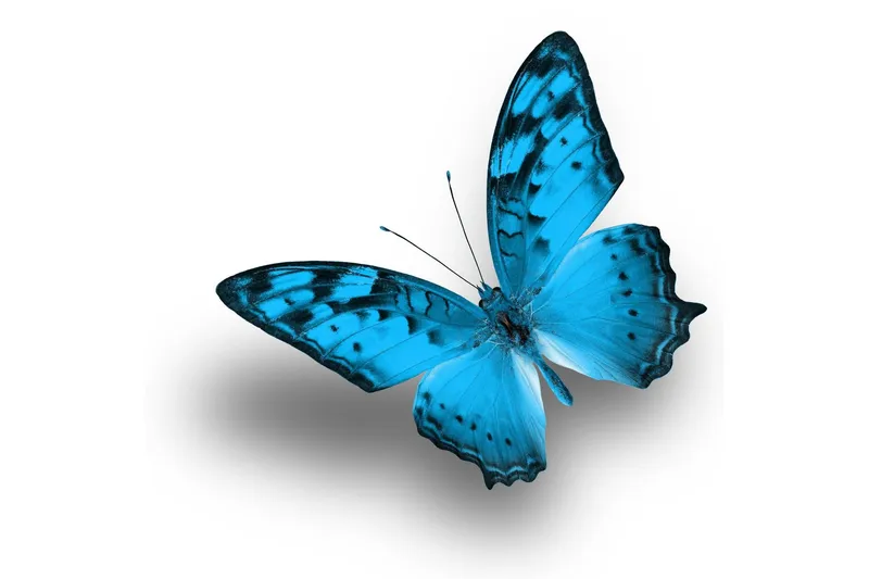 Tavla Blue Butterfly - 30x30 cm — 30x30 cm