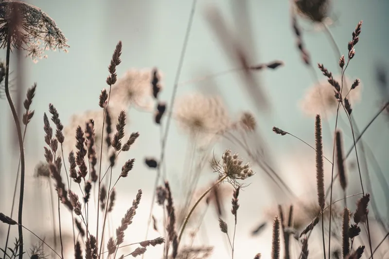 Tavla Dandelion - 80x120 cm — 80x120 cm