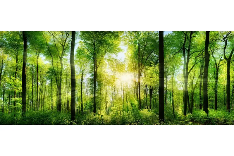 Tavla Forest - 50x125 cm — 50x125 cm