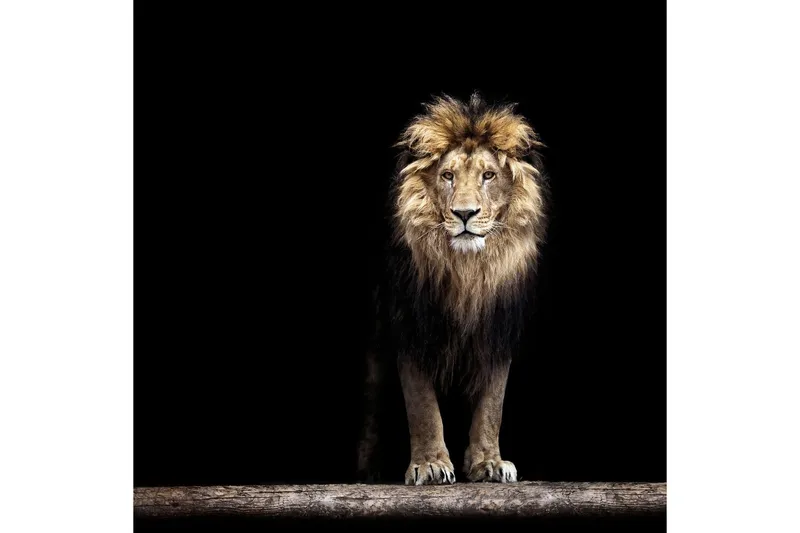 Tavla Lion - 50x50 cm — 50x50 cm
