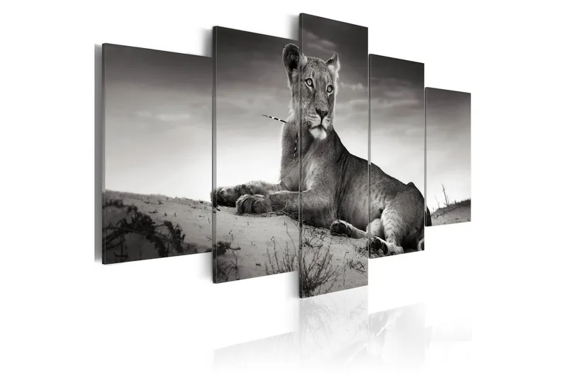 Tavla Lioness In A Desert 100x50 - Artgeist sp. z o. o. — Artgeist sp. z o. o.