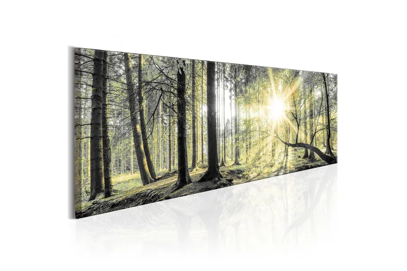Tavla Morning Forest 135x45