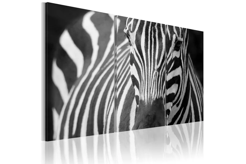 Tavla Mrs Zebra 90x60 - Artgeist sp. z o. o. — Artgeist sp. z o. o.
