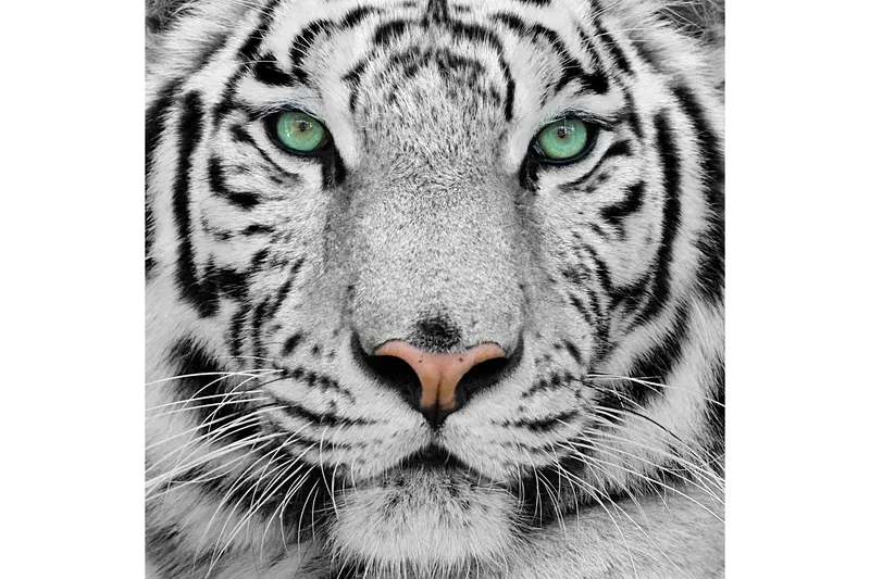 Tavla Tiger - 50x50 cm — 50x50 cm