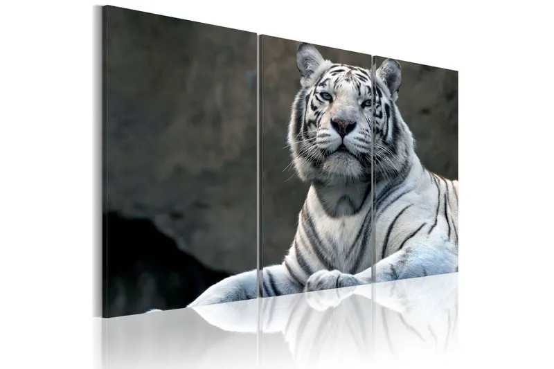 Tavla White tiger 90x60 - Artgeist sp. z o. o. — Artgeist sp. z o. o.