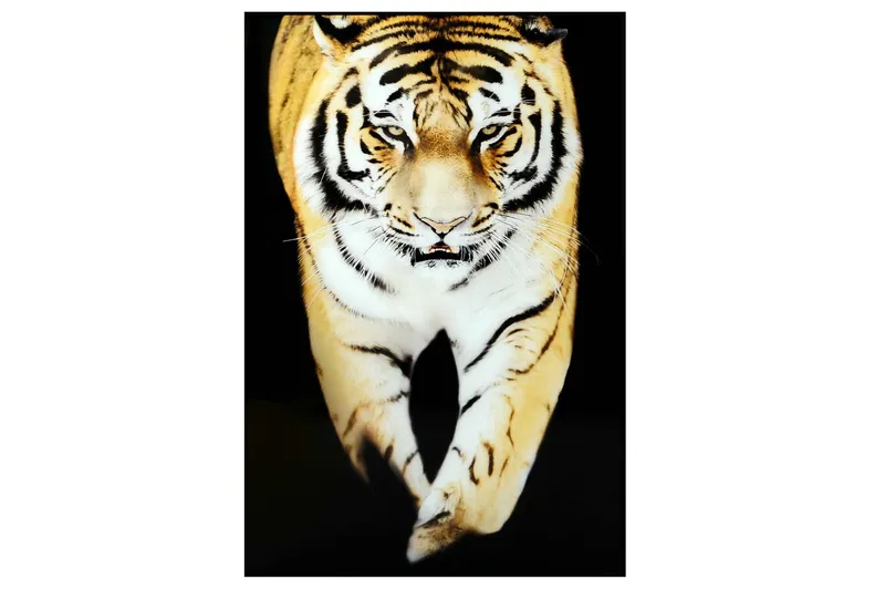Tiger Tavla - 80x120 cm Flerfärgad — 80x120 cm Flerfärgad