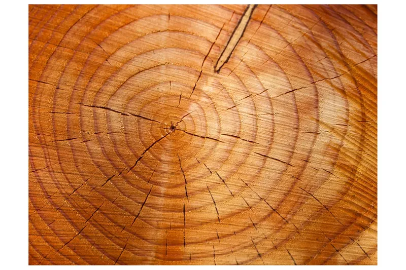 Fototapet Årsringar På En Trädstam 300x231 - Artgeist sp. z o. o. — Artgeist sp. z o. o.